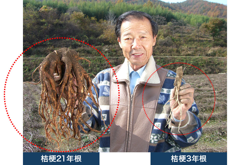 長生ドラジって何？