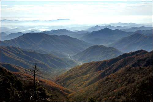 長生ドラジの栽培