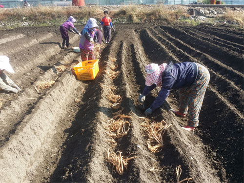長生ドラジの栽培
