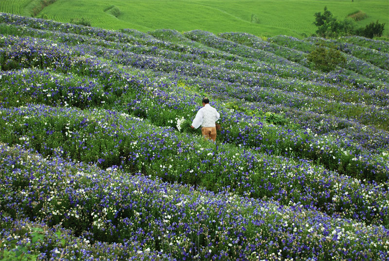 長生ドラジの栽培